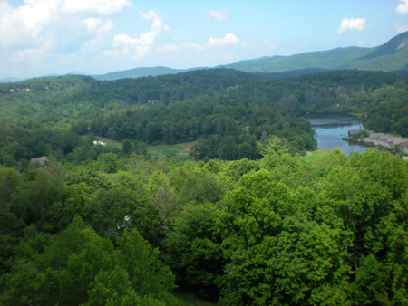 birches_view