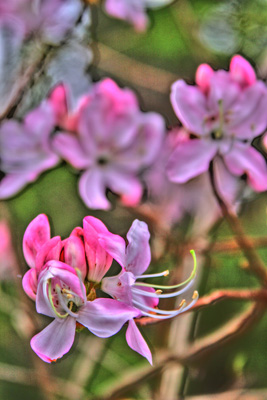 spring