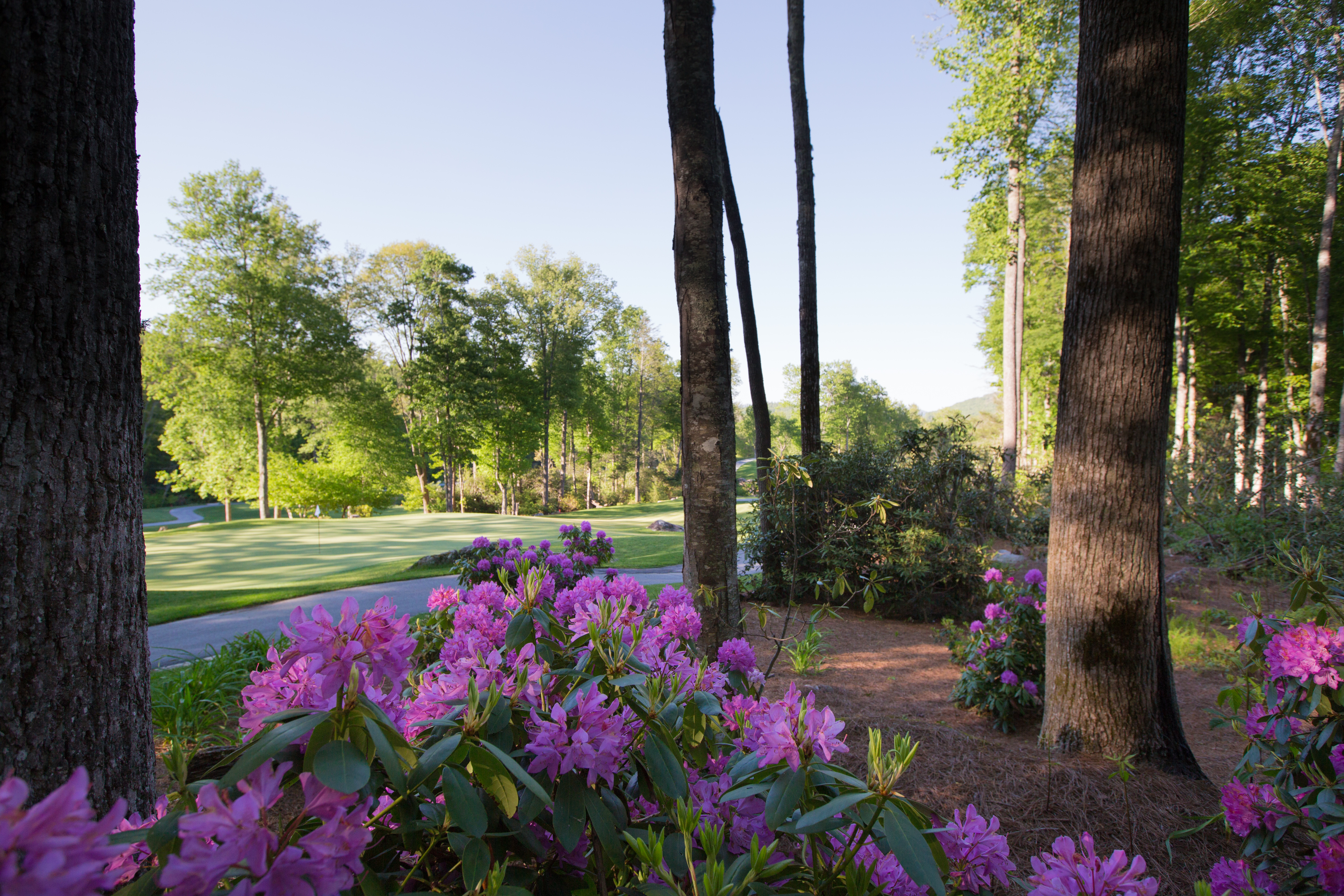 OEC Blooming Rhodo